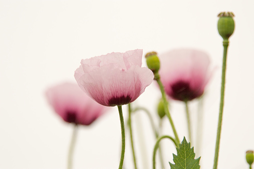 Group of blooming poppy flowers.