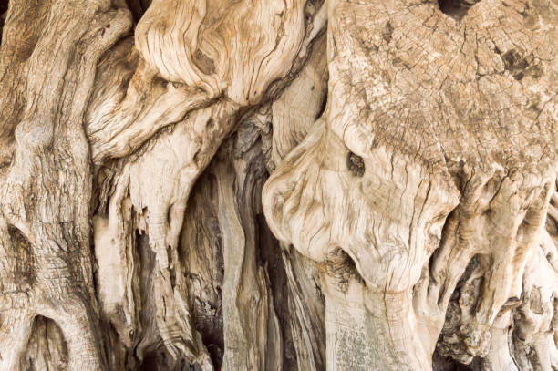 gros plan d’un olivier - bark textured close up tree photos et images de collection