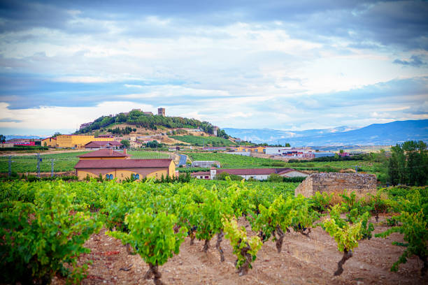 vineyards in autumn in La Rioja in Spain