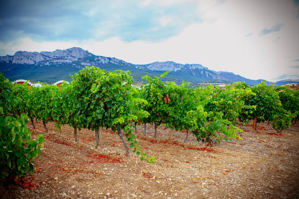 istock Rioja in September. Laguardia, Spain 1027628314
