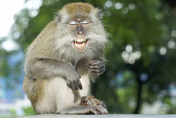 lachen makake monkey - makake stock-fotos und bilder