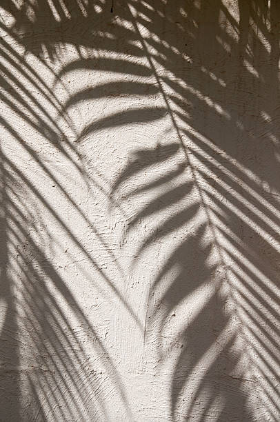 istock Shadows of palm leaves on stucco wall in Hawaii 102763254