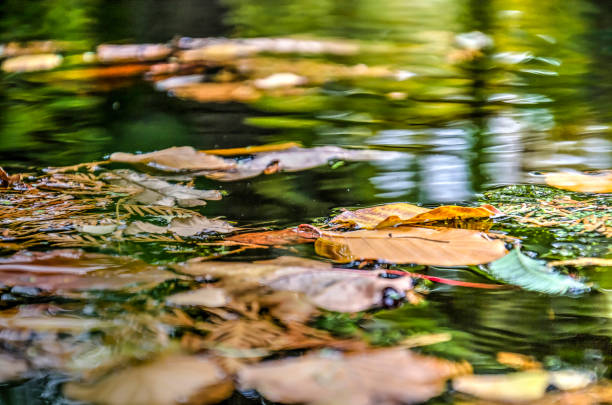 istock Autumn leaves floating in a pond 1027633830