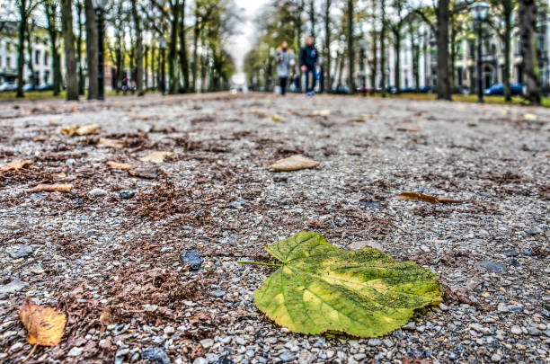 istock Fallen leaf of a linden tree on gravel 1027634790