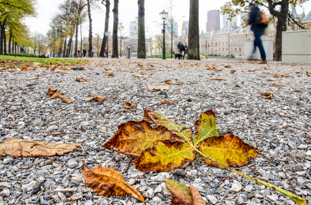 istock Fallen chestnut leaves in The Hague 1027637020