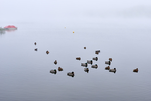 A group of ducks flying in the lake.A thick fog over the lake.