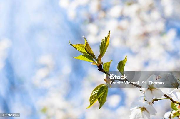 Hojas De Primavera Foto de stock y más banco de imágenes de Brote - Brote, Cabeza de flor, Color - Tipo de imagen