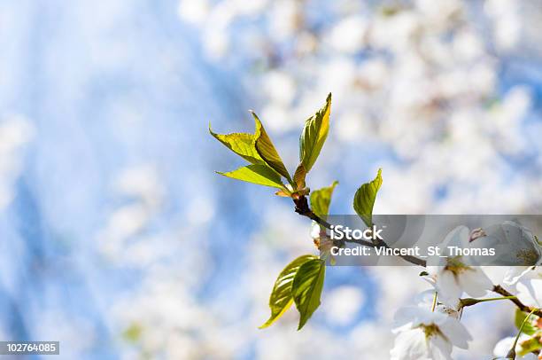 Foglie Primaverili - Fotografie stock e altre immagini di Albero - Albero, Ambiente, Bocciolo