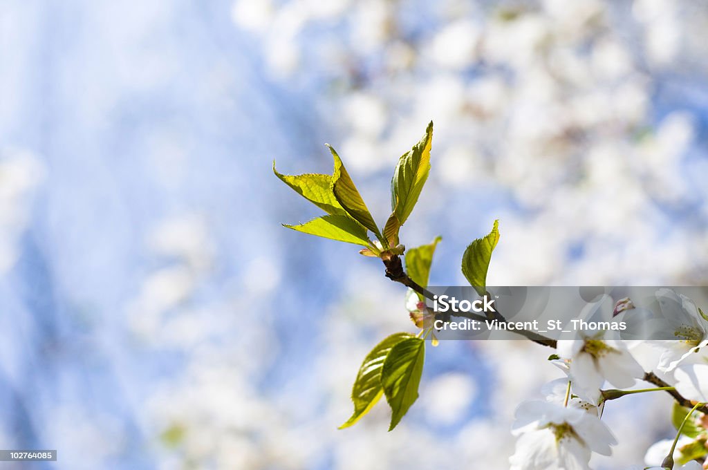 Folhas de primavera - Foto de stock de Botão - Estágio de flora royalty-free