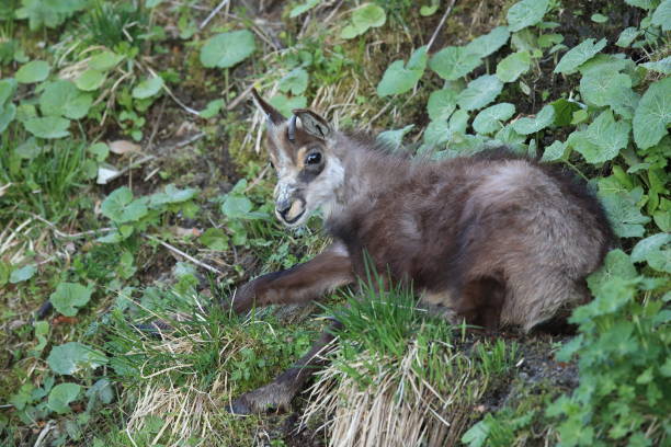 istock Chamois (Rupicapra rupicapra) Vosges Mountains, France 1027641846