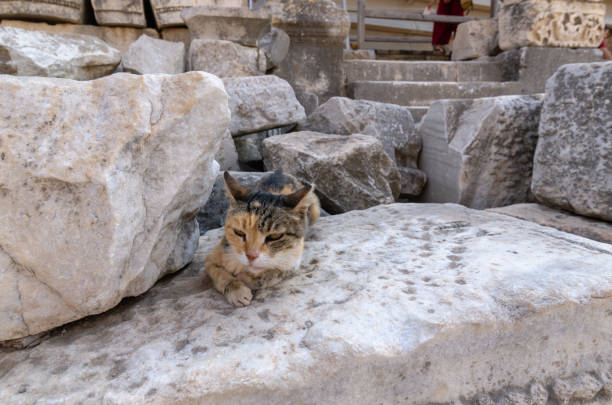 istock Cat on Old Ruins in Ephesus - Turkey 1027642078