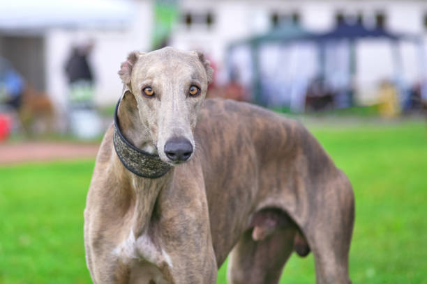 istock Leverette dog looks at the camera close-up 1027643776