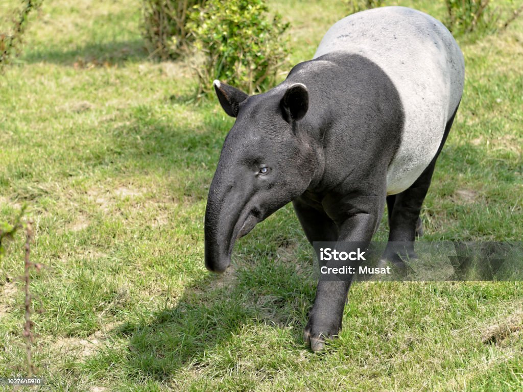 Malayan tapir on grass Malayan tapir (Tapirus indicus) walking on grass and viewed of front Malayan Tapir Stock Photo