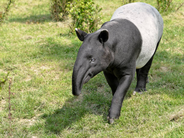 Malayan tapir on grass Malayan tapir (Tapirus indicus) walking on grass and viewed of front tapir stock pictures, royalty-free photos & images