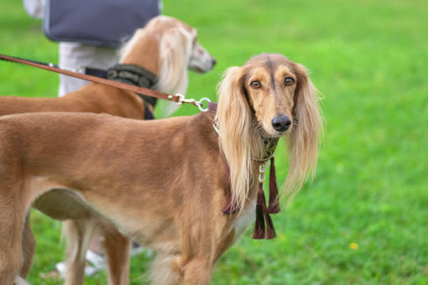 istock Saluki Persian greyhound looks at the camera close-up 1027646202