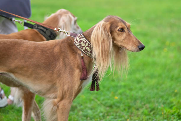 istock Saluki Persian greyhound, medium sized hunting dog, close-up 1027646218