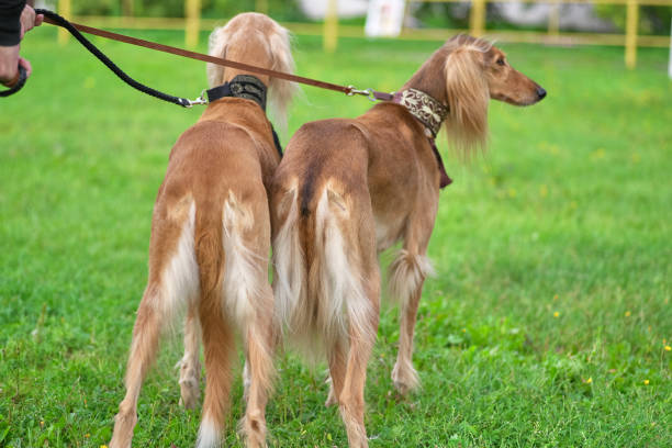 istock Two dogs Saluki species rear view close-up 1027646264