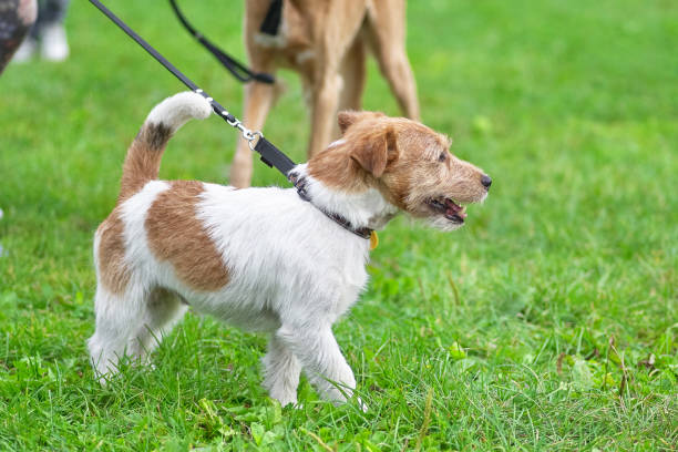 istock Terrier breed of dogs intended for hunting for nesting animals a 1027646642