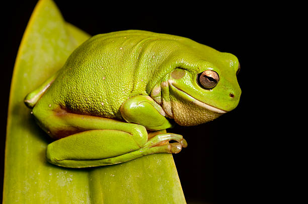 rainette verte série - animal retina photos et images de collection