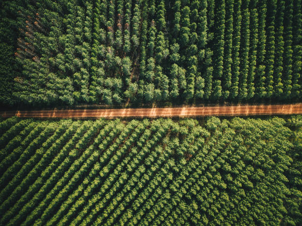 istock tuan state forest park in queensland 1027649632