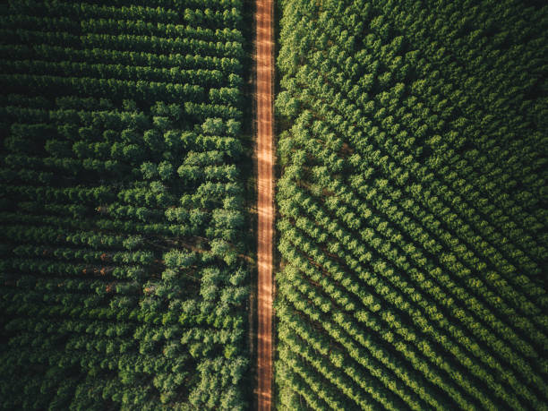 istock tuan state forest park in queensland 1027649642