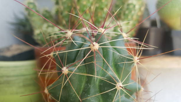 My cacti collection stock photo