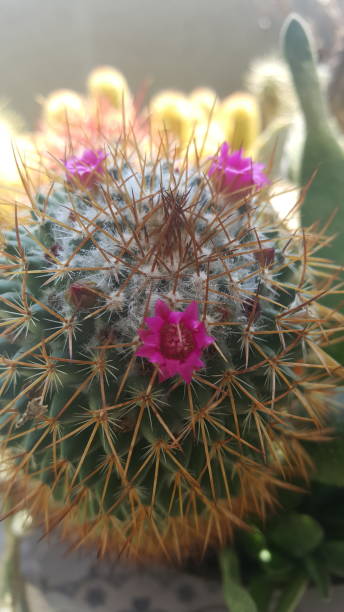 My cacti collection stock photo