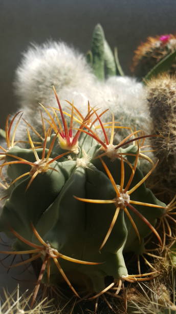 My cacti collection stock photo