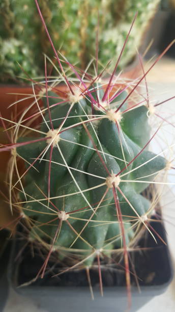 My cacti collection stock photo