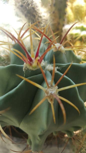 My cacti collection stock photo