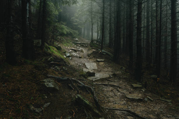 Landscape of a mystical forest covered with fog. Trail in a forest with fog.
