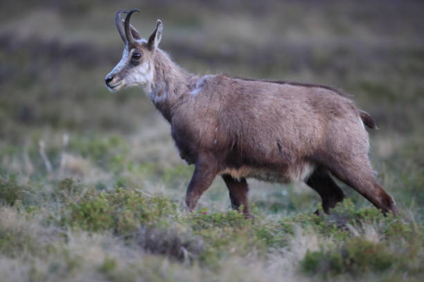 istock Chamois (Rupicapra rupicapra) Vosges Mountains, France 1027659312