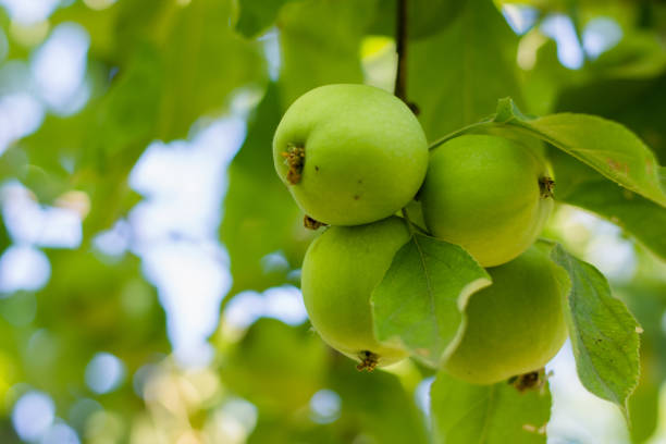 istock Green apples on a branch in a garden, outdoors, selective focus 1027659904