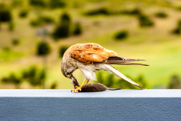 Australian kestrel (Nankeen Kestrel, Falco cenchroides) eating mouse