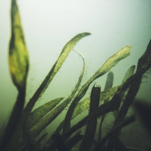 istock Underwater garden in green pond 1027662544