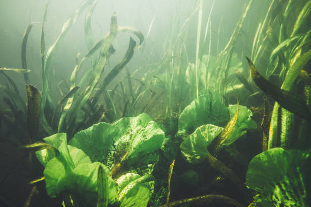 istock Underwater garden in clear green lake 1027662574