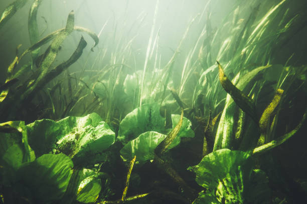 istock Underwater garden in clear green lake 1027662742