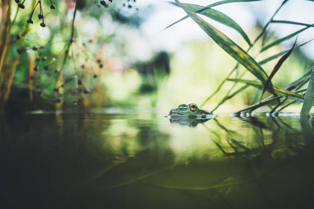 Half underwater garden with green frog stock photo