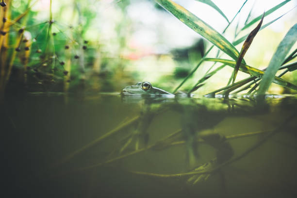 istock Half underwater garden with green frog 1027662904