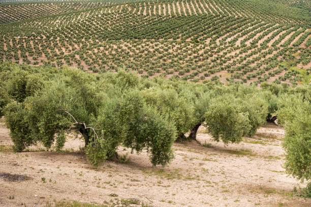 grande frutteto di ulivi - oliveto foto e immagini stock