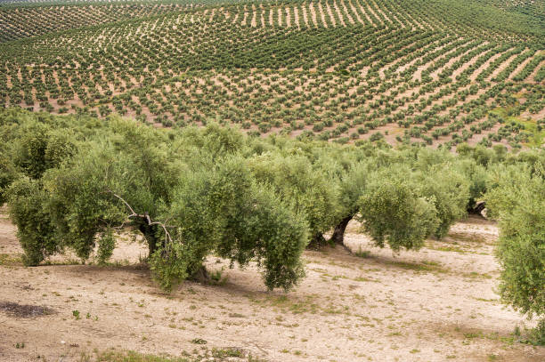 Large orchard of olive trees near Cazorla, southern Spain