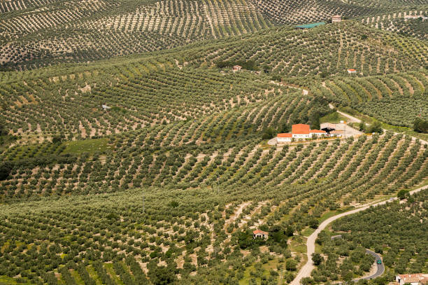 Scenic view capturing the expansive landscape between Granada and Cordoba along the Camino Mozarabe. The image showcases a vast expanse of rolling hills adorned with endless rows of olive trees. The terraced hillsides form a picturesque pattern of olive groves stretching to the horizon, symbolizing the region's rich agricultural heritage. This agricultural scenery characterizes the Andalusian countryside, offering a glimpse of the region's prominent olive oil production. The undulating terrain and the continuous olive plantations highlight the agricultural beauty along this historic route, providing travelers with a quintessential view of rural Spain.