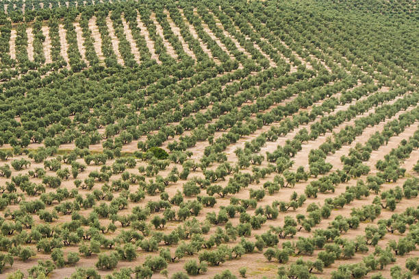 istock Large orchard of olive trees 1027666036
