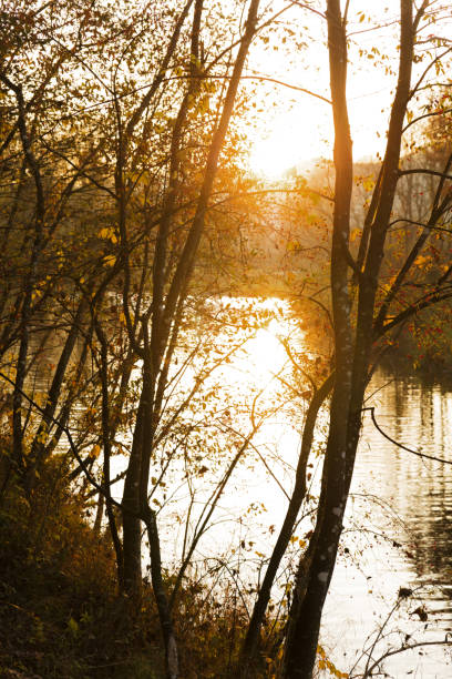 sunset at the rhine, river in germany