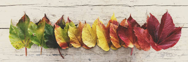 istock autumn leaves in a row on a wooden background 1027666408