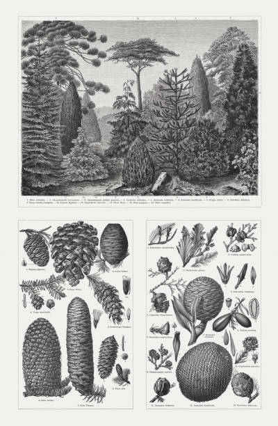 Conifers (Pinophyta), wood engravings, published in 1897 Conifers (Pinophyta), top: 1) Platycladus orientalis (Biota orientalis); 2) Chamaecyparis lawsoniana (Chamaccyparis Lawsoniana); 3) Sawara cypress (Chamaecyparis pisifera plumosa); 4) Mediterranean cypress (Cupressus fastigiata); 5) Chilean pine (Araucaria imbricata); 6) Brazilian pine (Auracaria brasiliensis); 7) Gingko biloba; 8) Bald cypress (Taxodium distichum); 9) Yew (Taxus baccata fastigiata); 10) Redwood (Sequoia gigantea); 11) Sugi (Cryptomeria japonica); 12) Stone pine (Pinus pinea); 13) Blue spruce (Picea pungens); 14) Red fir (Abies  magnifica). Bottom, left: 1) Giant redwood, twig with cone and seed (a); 2) Stone pine, cone and seed (2a); 3) Lebanon cedar (Cedrus libani), cone; 4) Canadian hemlock (Tsuga canadensis), twig with ripe (a) and unripe (b) cone, scale (c), needle (d); 5) Douglas fir (Pseudotsuga menziesii, or Pseudotsuga douglasi), cone and seed (a); 6) Noble fir (Abies procera, or Abies nobilis), cone; 7) Spanish fir (Abies pinsapo), cone and seed (a); 8) White spruce (Picea glauca, or Picea alba) with cone (a), female blossom (b), scale (c), needle (d). Buttom right: 1) Kahikatea  (Podocarpus dacrydioides); 2) Celerytop pine (Phyllocladus aspleniifolius, or Phyllocladus glauca), female blossom branch, sterile leaf (a); 3) Sandarac tree (Tetraclinis articulata, or Callitris quadrivalvis), stamen (a), seed (b); 4) Mediterranean cypress (or Cupressus sempervirens); 5) Incense cedar (Libocedrus decurrens), opened (a) and closed (b) fruit, seed (c); 6) Rimu (Dacrydium cupressinum), stamen (a); 7) Agathis dammara (or Dammara orientalis), stamen (a); 8) Japanese torreya (Torreya nucifera), fruit (a - cross section); 9) Sawara cypress (Chamaecyparis pisifera); 10) Japanese sugi pine (Cryptomeria japonica), scale (a); 11) Syrian juniper (Juniperus drupacea); 12) Brazilian pine (Araucaria angustifolia, or Auracaria brasiliensis), scale (a), leaf from a fruit dwarf (b), leaf from a sterile branch; 13) Bald cypress (Taxodium distichum). araucaria araucana flower stock illustrations