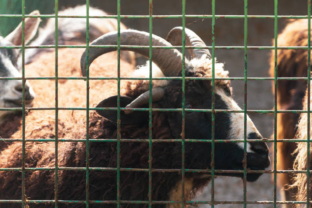 istock goat fence farm 1027667494