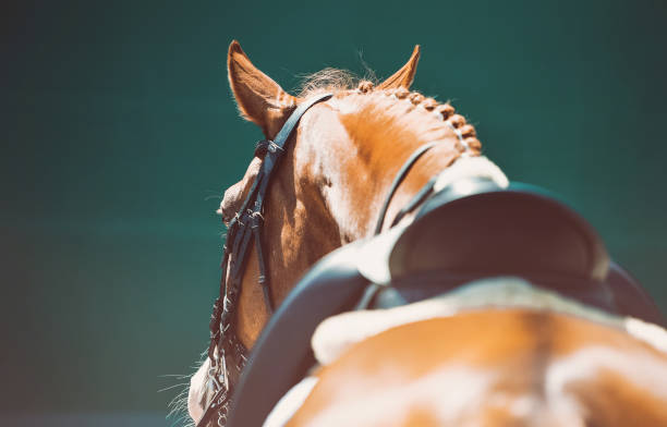 retrato de cavalo bonito durante a competição de adestramento. - leather harness - fotografias e filmes do acervo