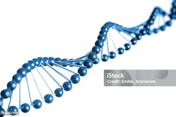 Dna Strand Modelo - Fotografias de stock e mais imagens de ADN - ADN, Biologia, Bioquímica