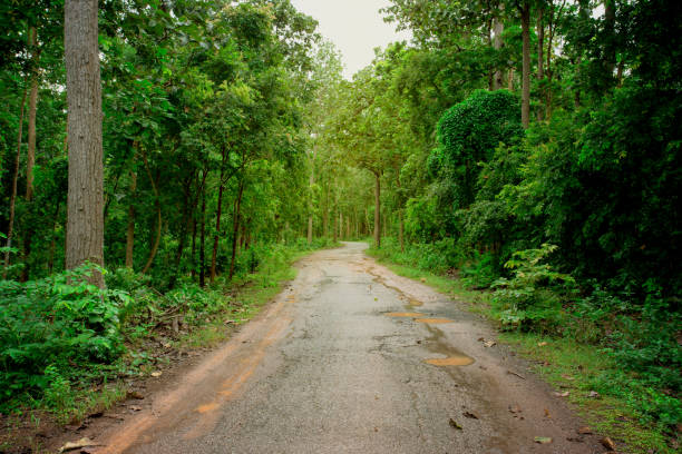 istock Forest, Woodland, Summer, Public Park 1027674934
